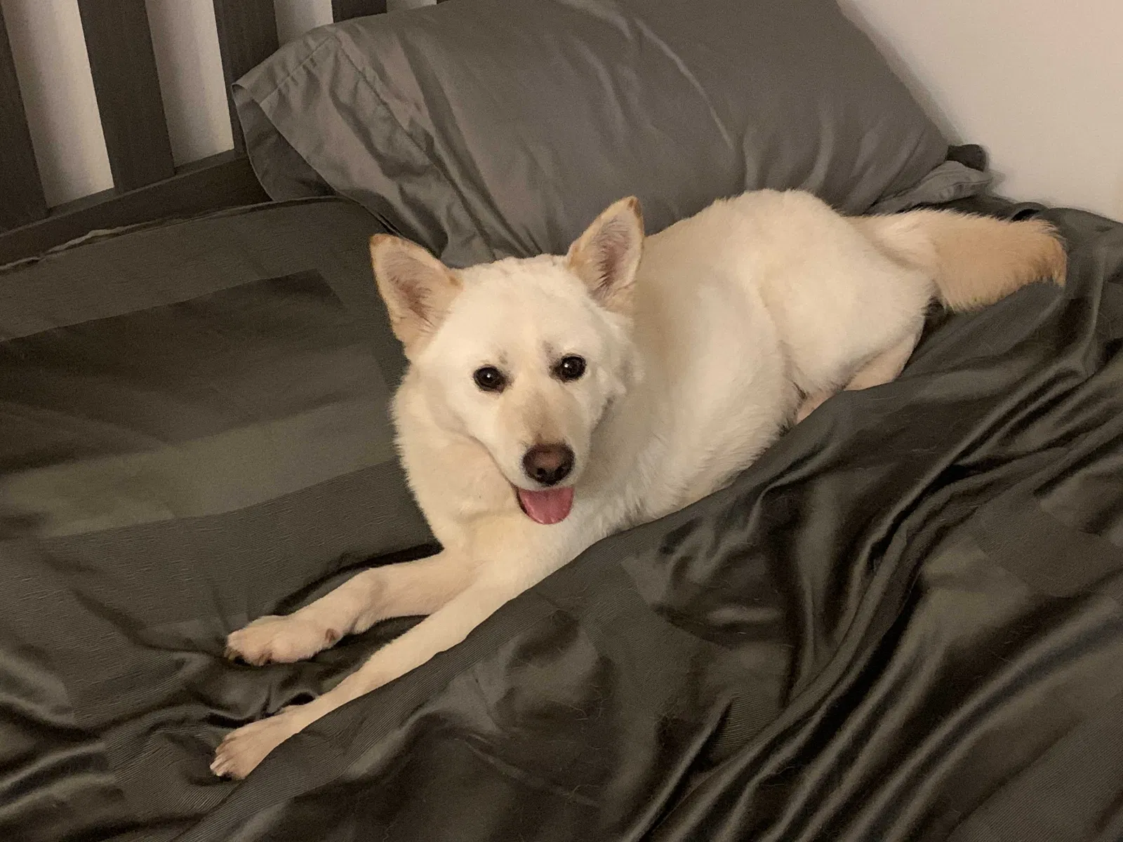 Lost dog in Seattle, WA, 98125