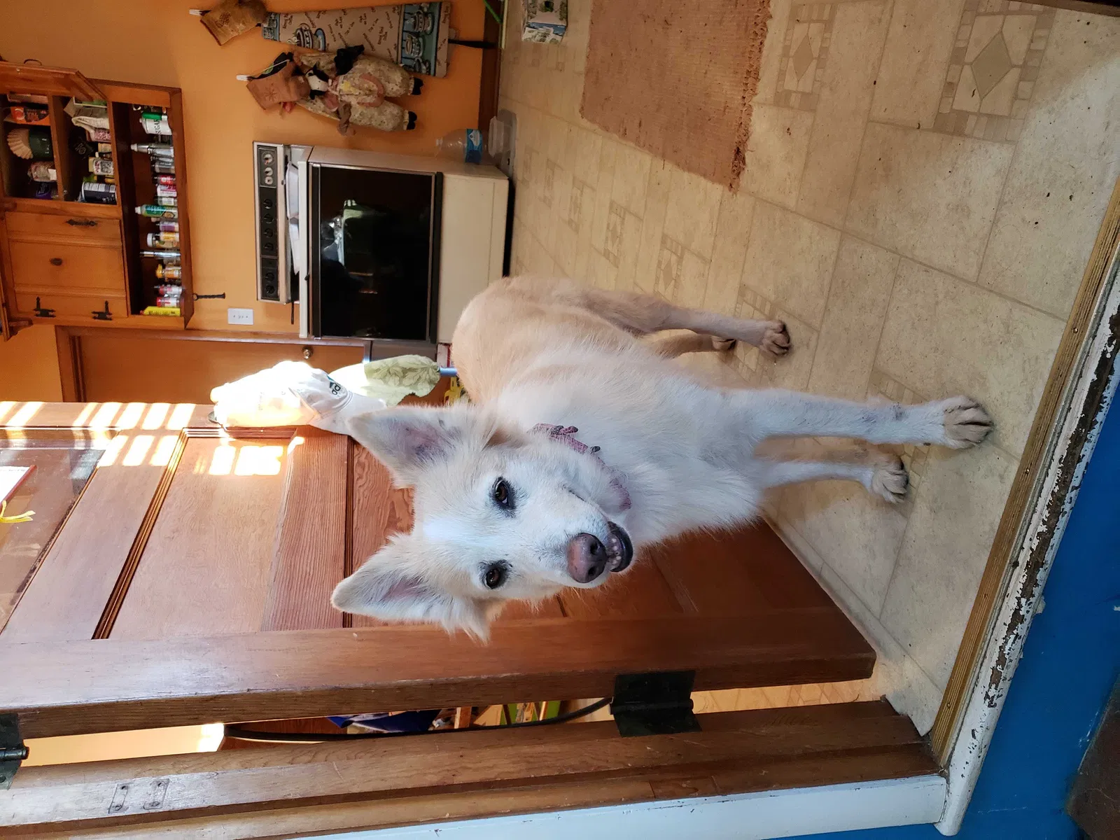 Lost dog in Nashville, TN, 37214