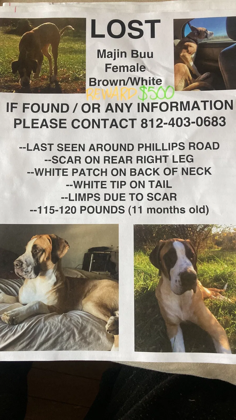 Lost dog in Tennyson, IN, 47637