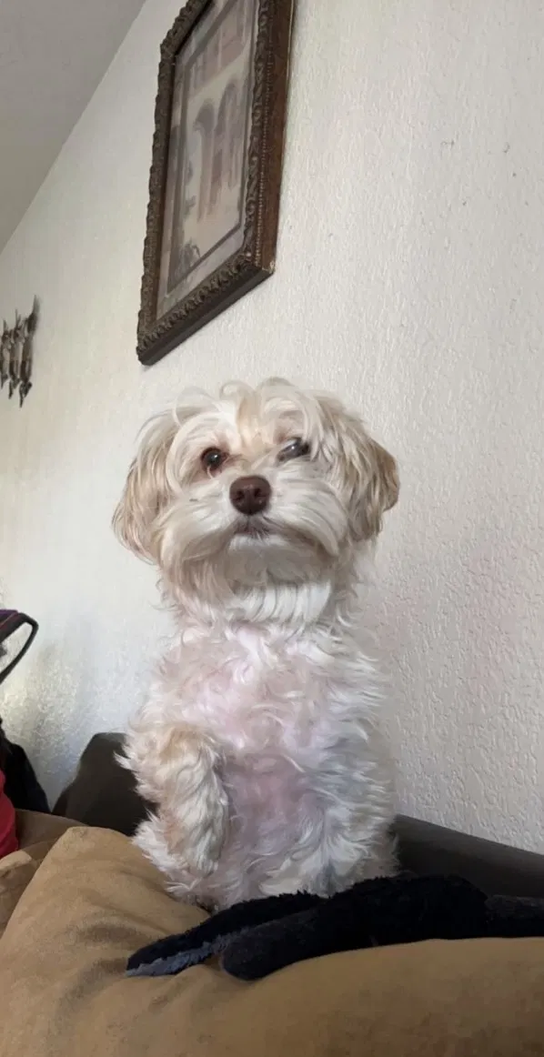 Lost dog in Las Vegas, NV, 89110