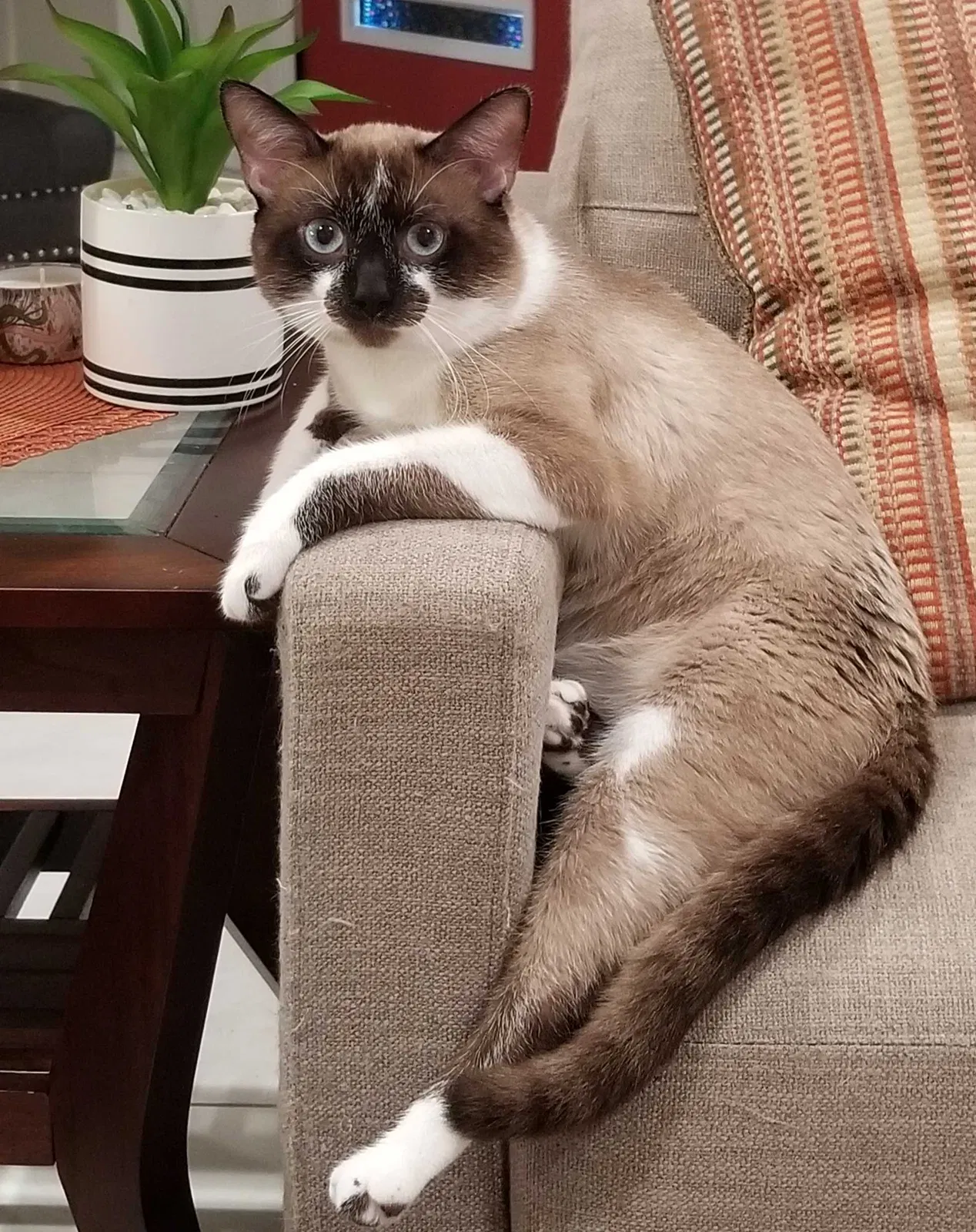 Lost cat in Corpus Christi, TX, 78414
