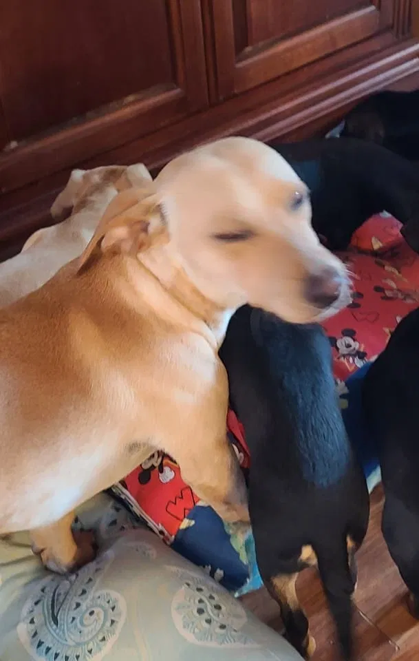 Lost dog in Dillon, SC, 29536