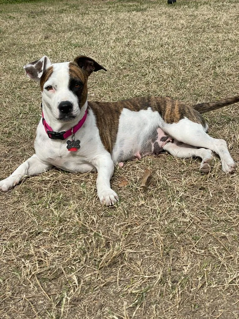Found dog in Edinburg, TX, 78541