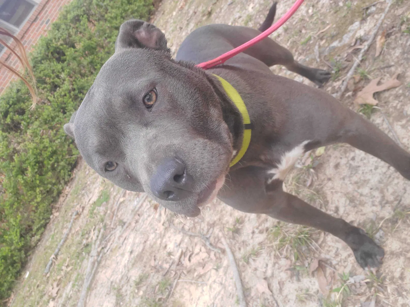 Found dog in Memphis, TN, 38127