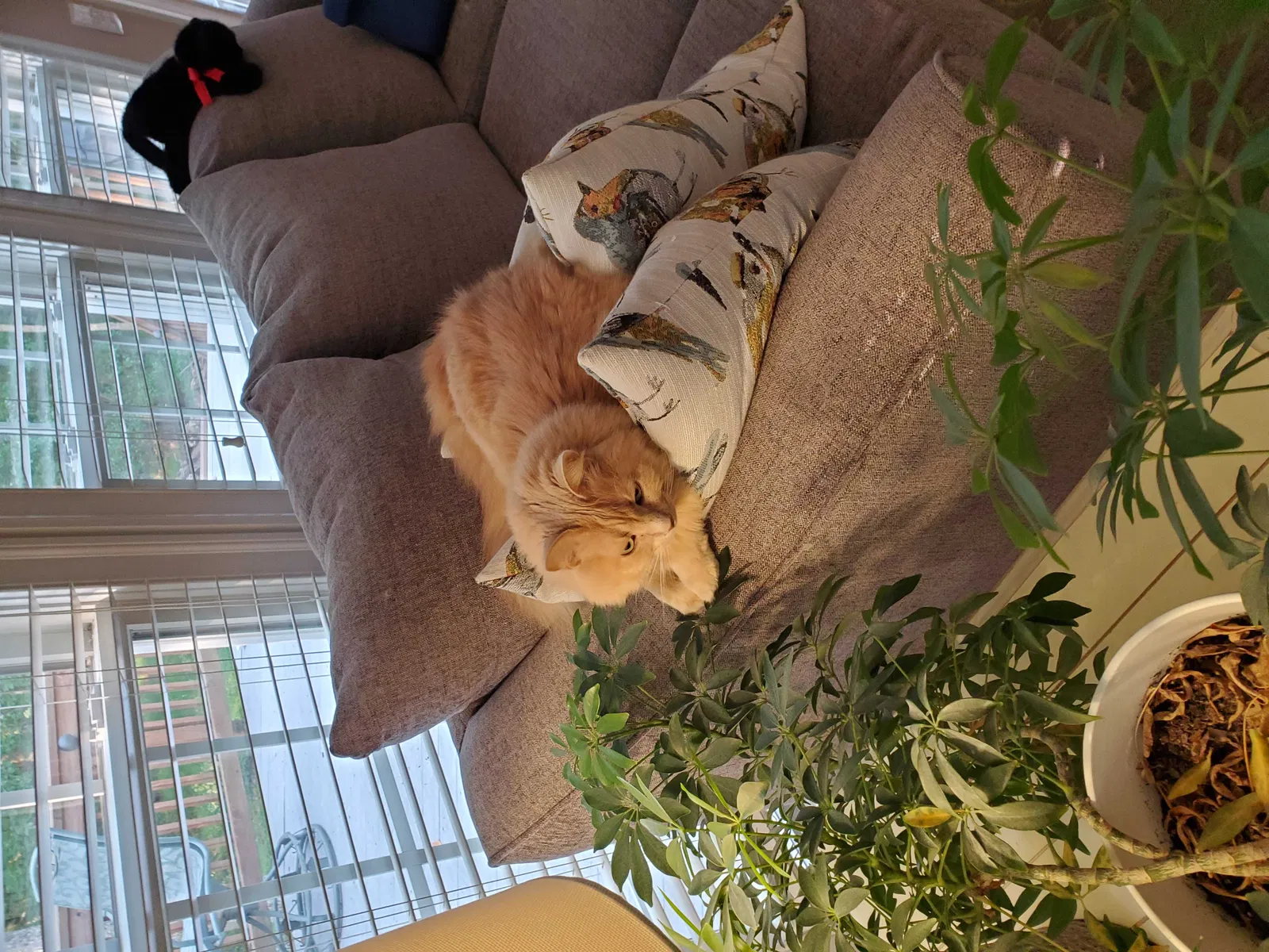 Lost cat in Herndon, VA, 20171