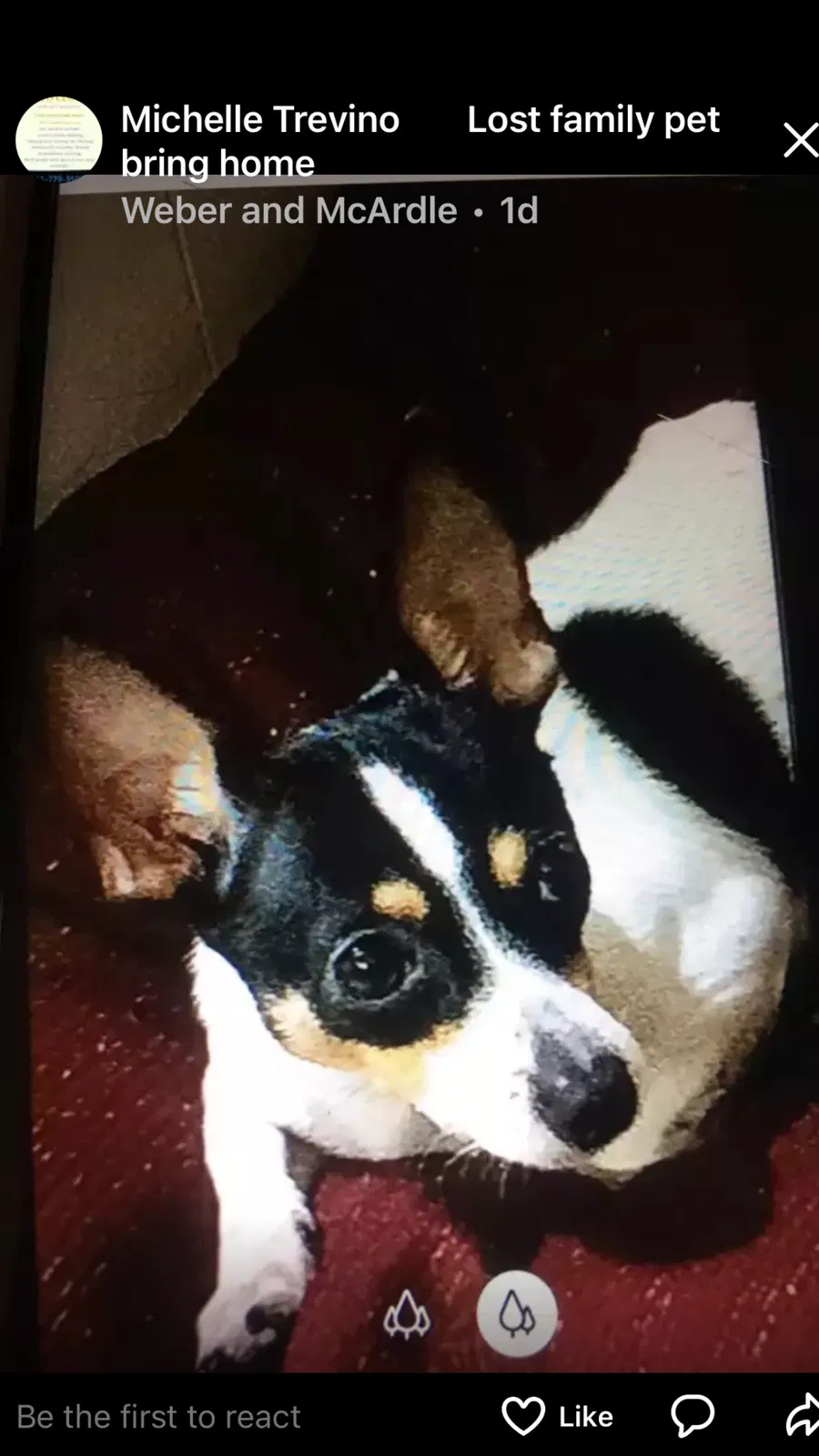 Lost dog in Corpus Christi, TX, 78415
