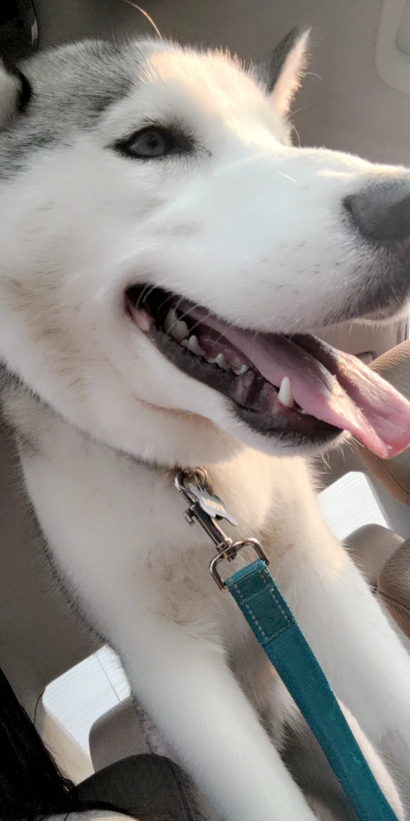 Lost dog in Draper, UT, 84020