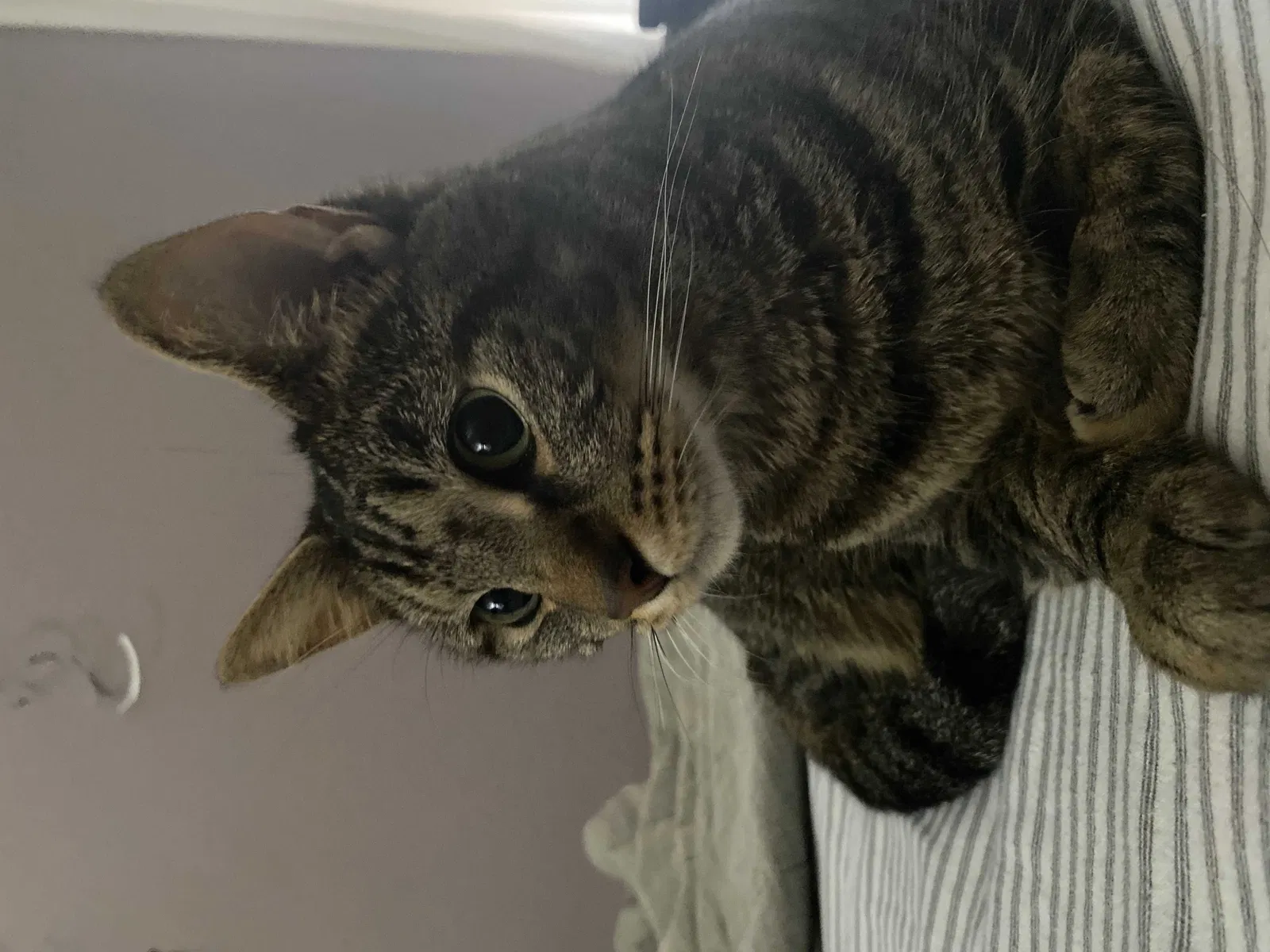 Lost cat in Garland, TX, 75044