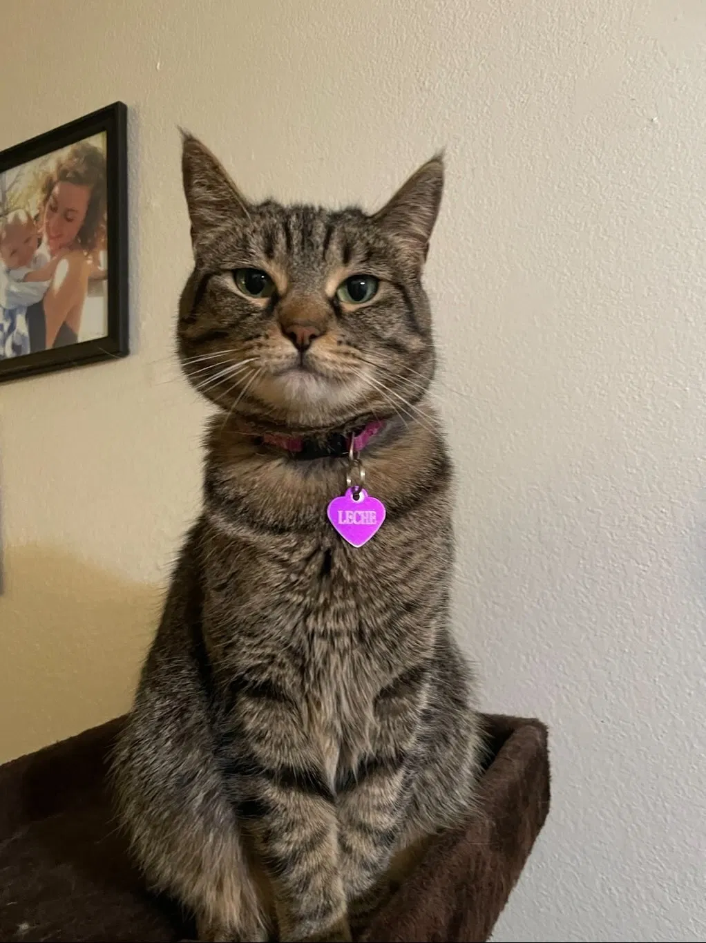 Lost cat in Parlier, CA, 93648