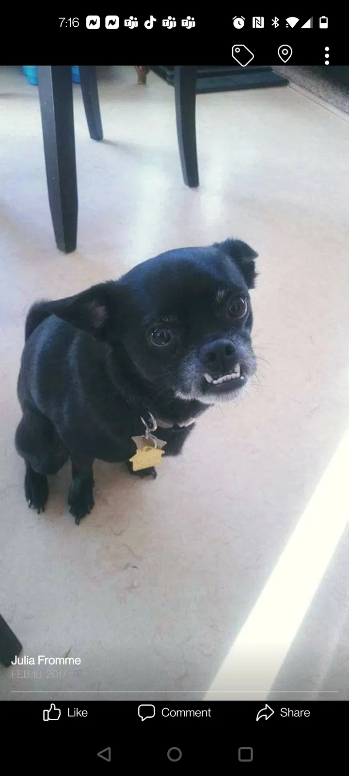 Lost dog in Concord, CA, 94521