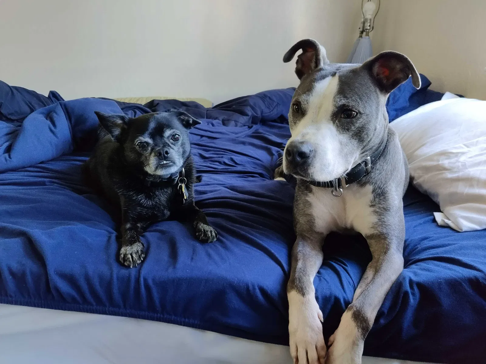 Lost dog in Concord, CA, 94521