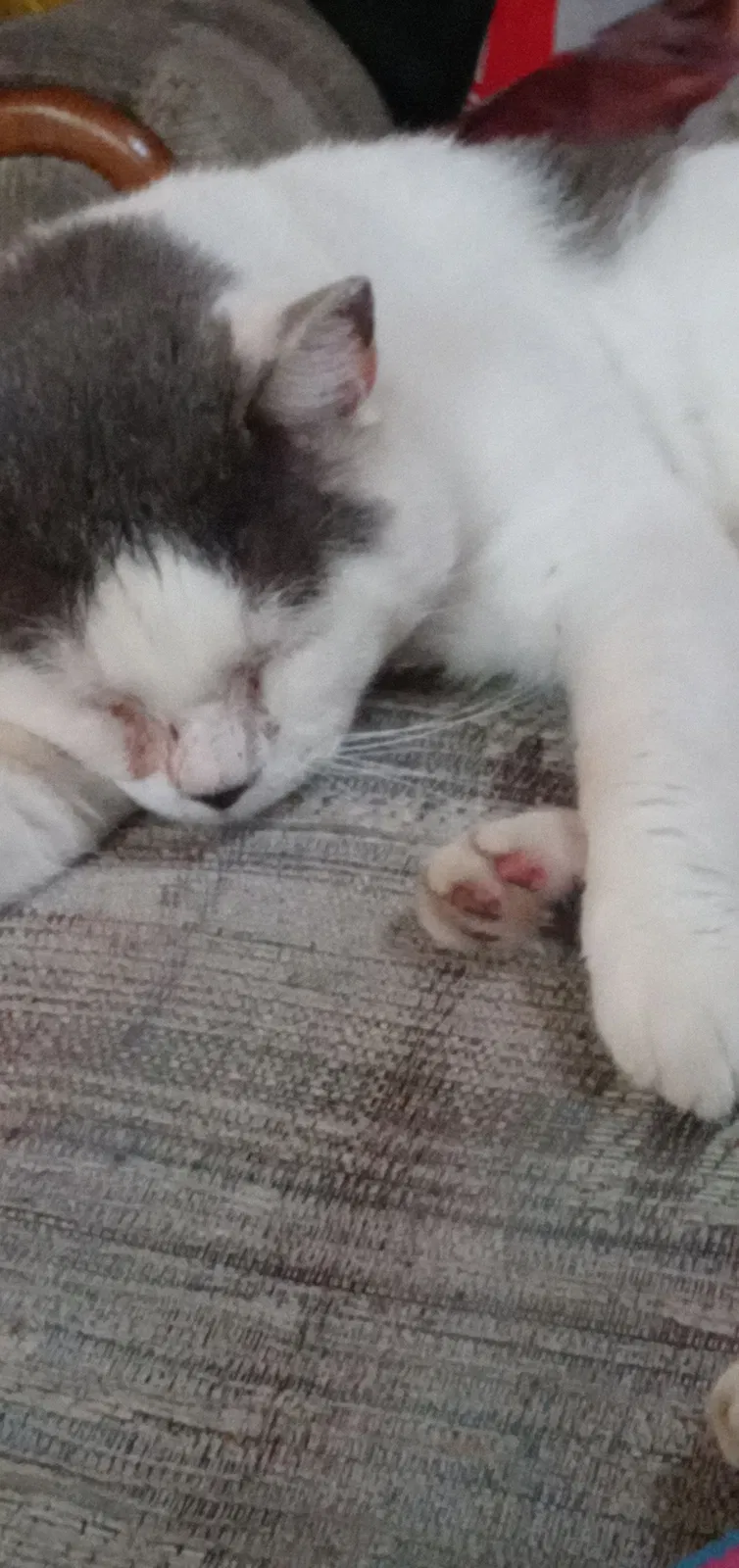 Lost cat in Des Moines, IA, 50317