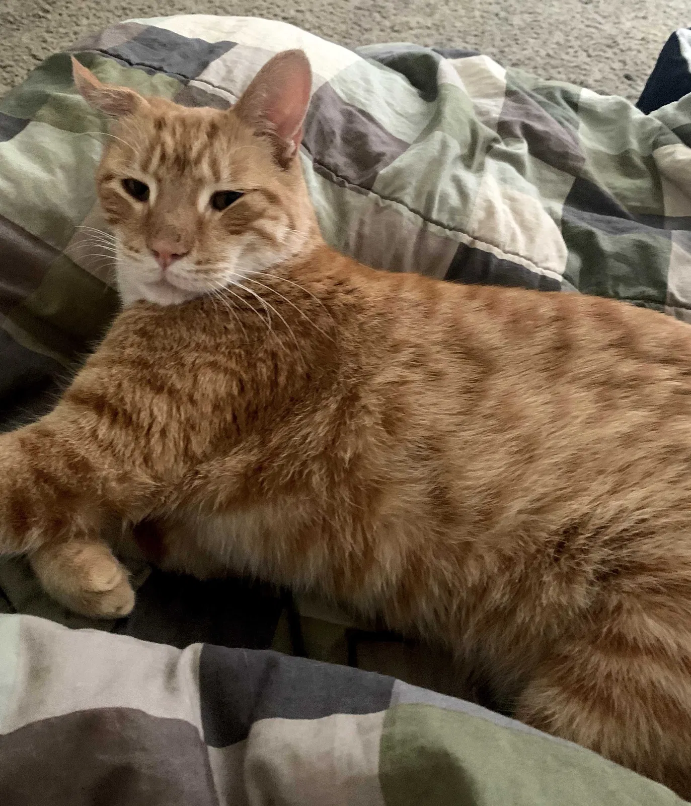 Lost cat in Costa Mesa, CA, 92627