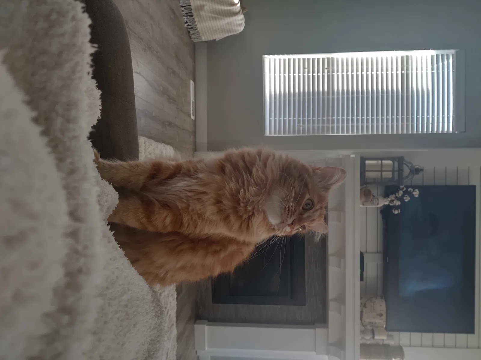 Lost cat in West Jordan, UT, 84081