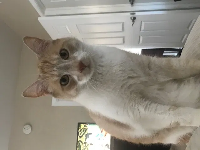 Lost cat in Aguanga, CA, 92536