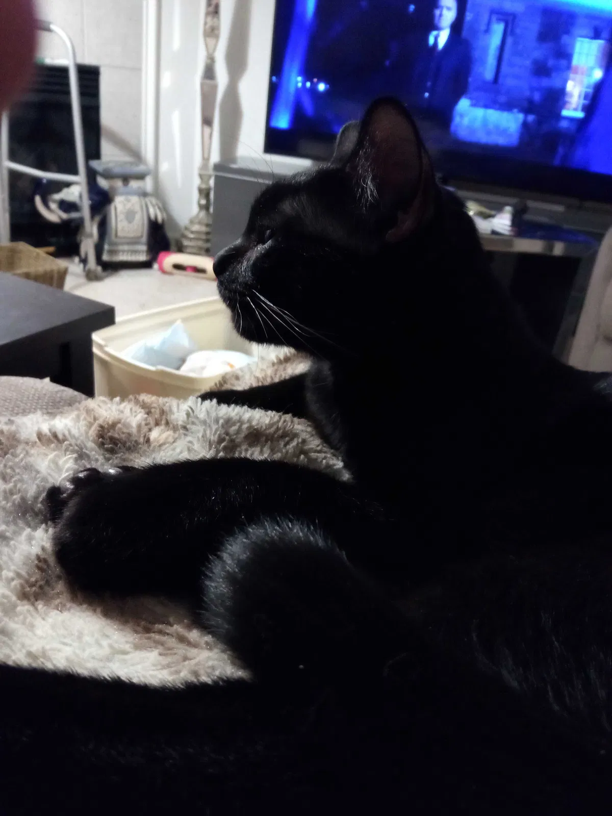 Lost cat in Kansas City, MO, 64118