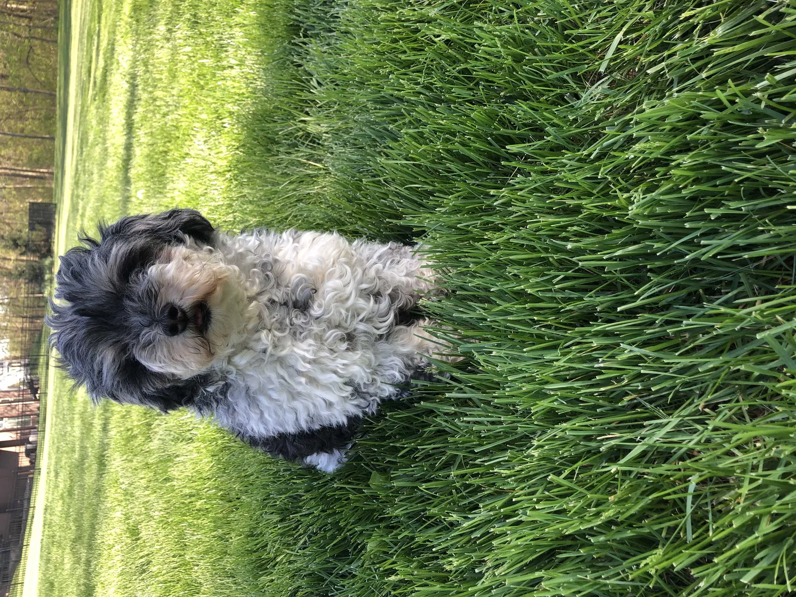 Lost dog in Faucett, MO, 64448