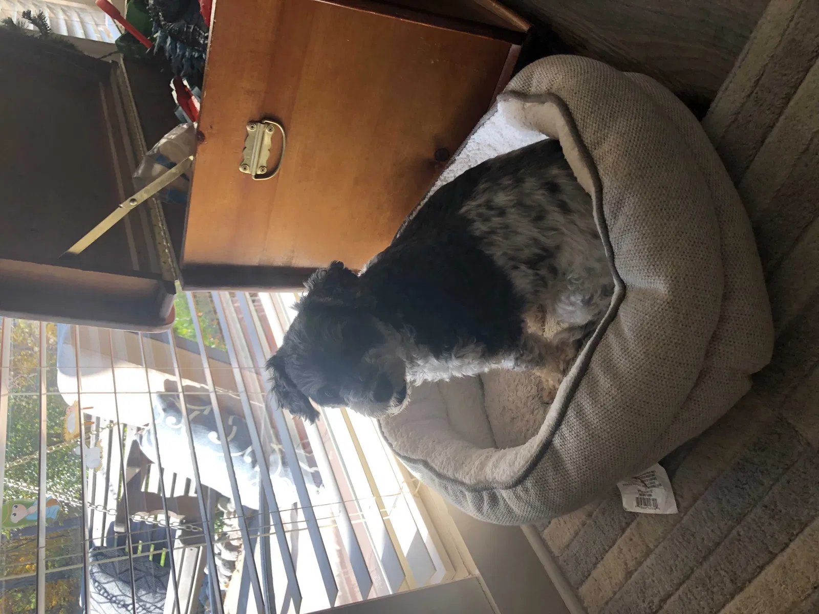 Lost dog in Faucett, MO, 64448