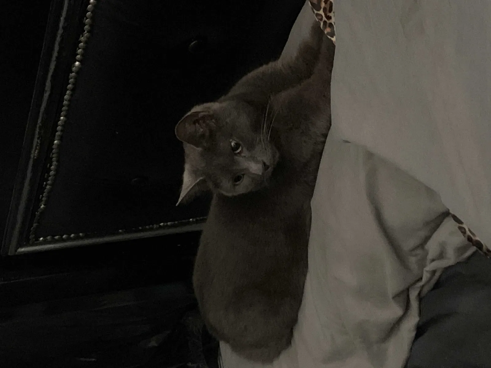 Lost cat in Abington, PA, 19001