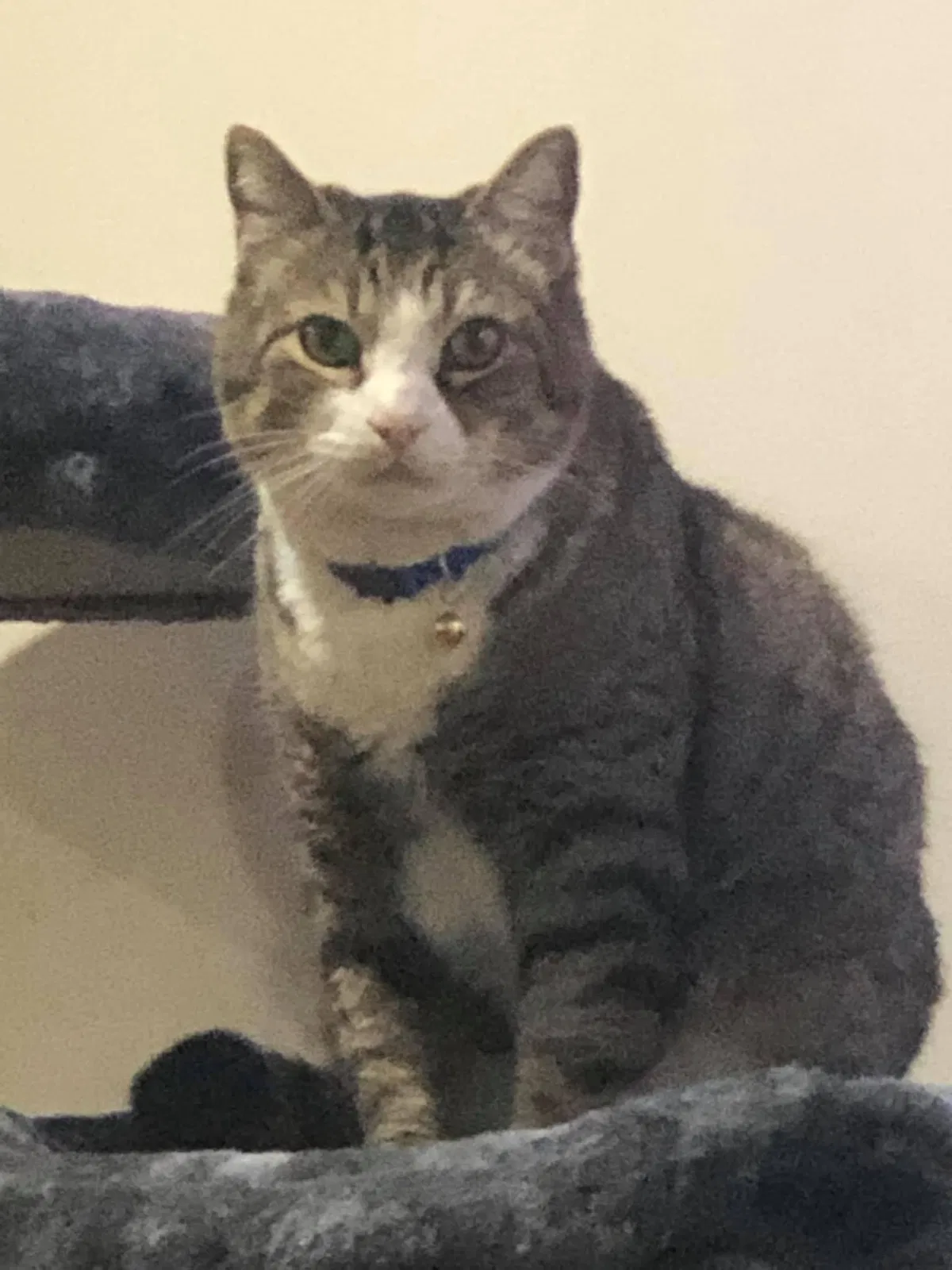 Lost cat in Clarksville, TN, 37040