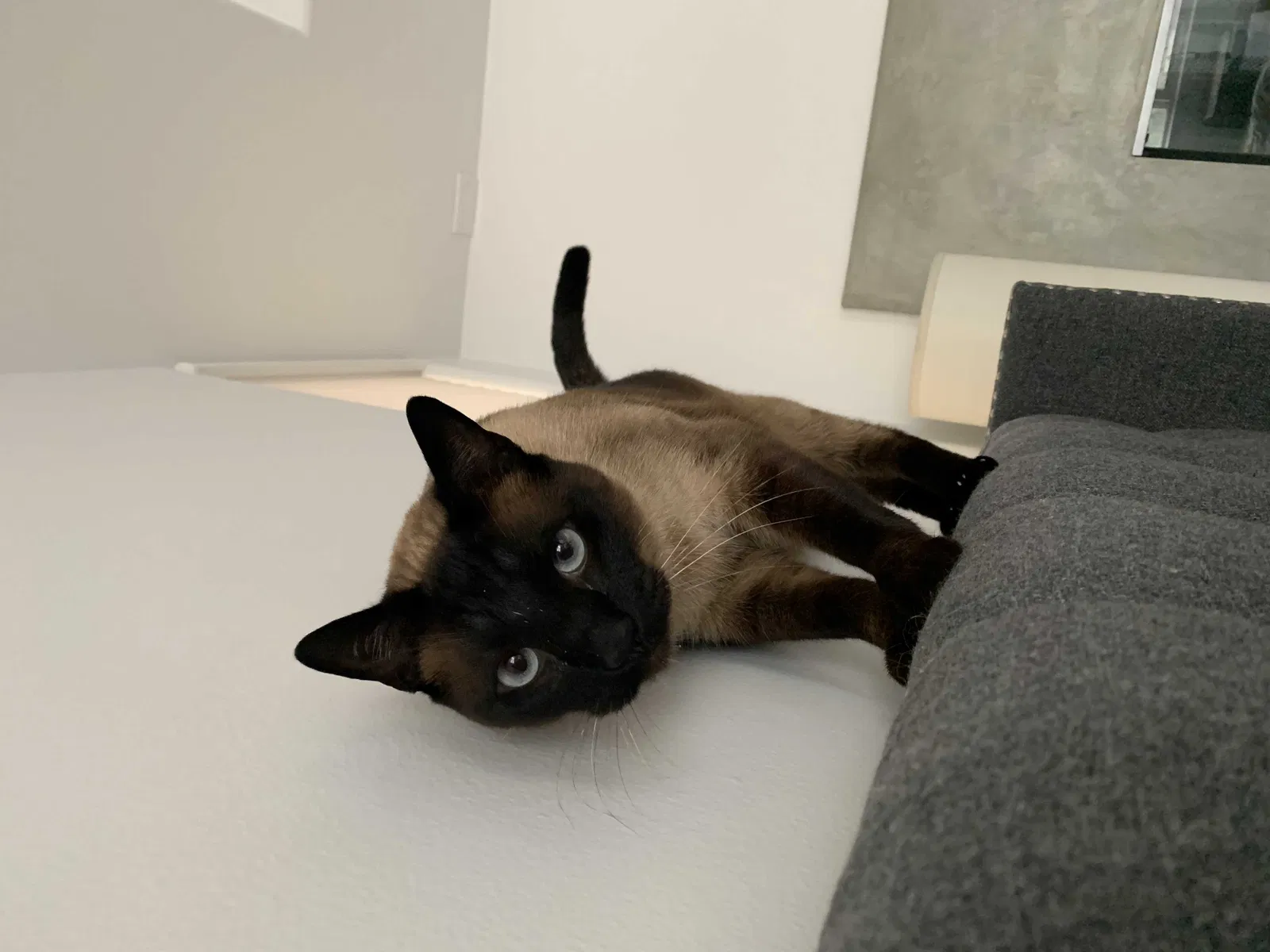 Lost cat in Gardena, CA, 90248