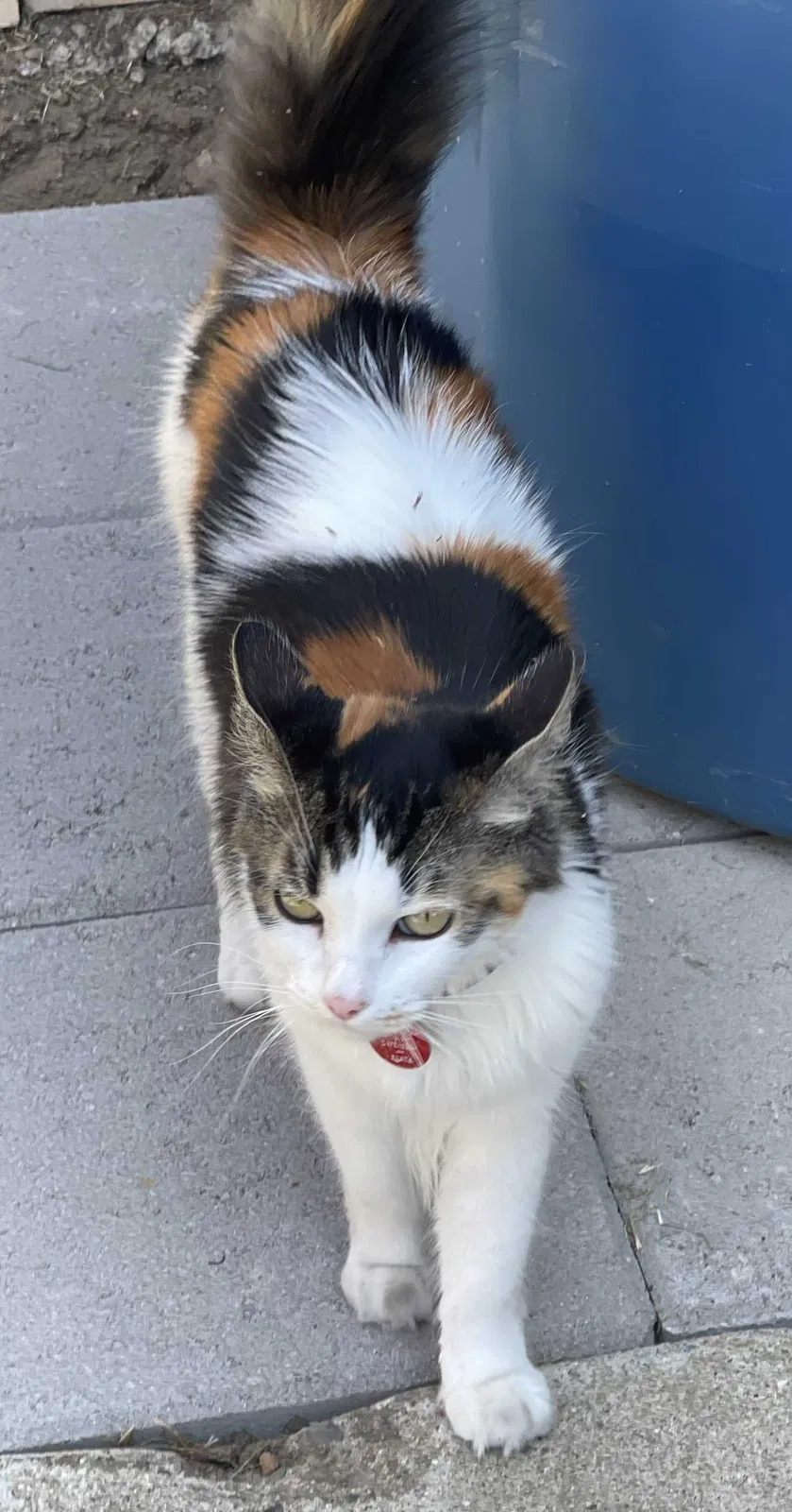 Lost cat in San Diego, CA, 92154