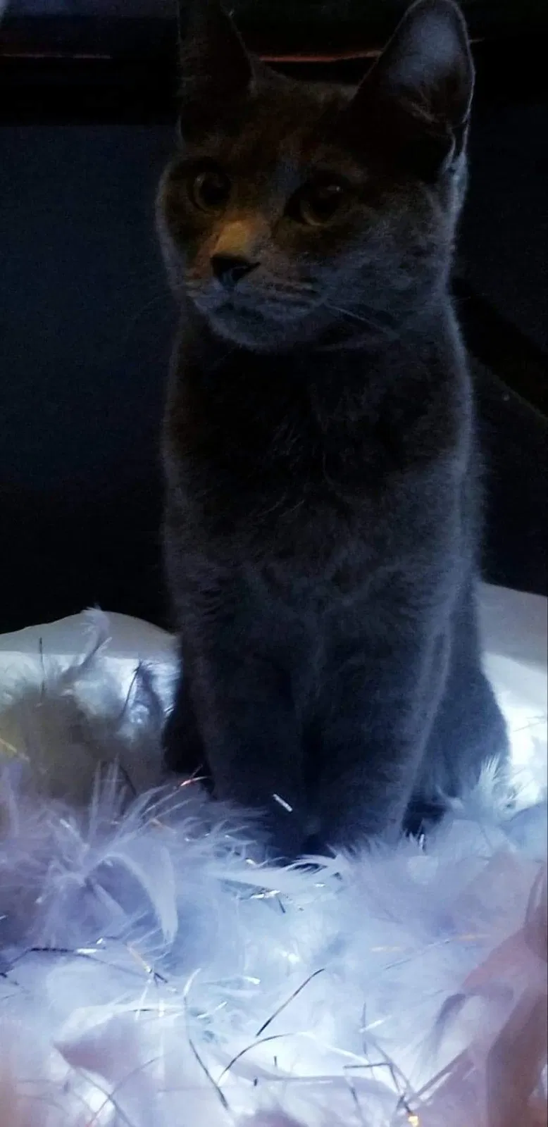 Lost cat in Glendale Heights, IL, 60139