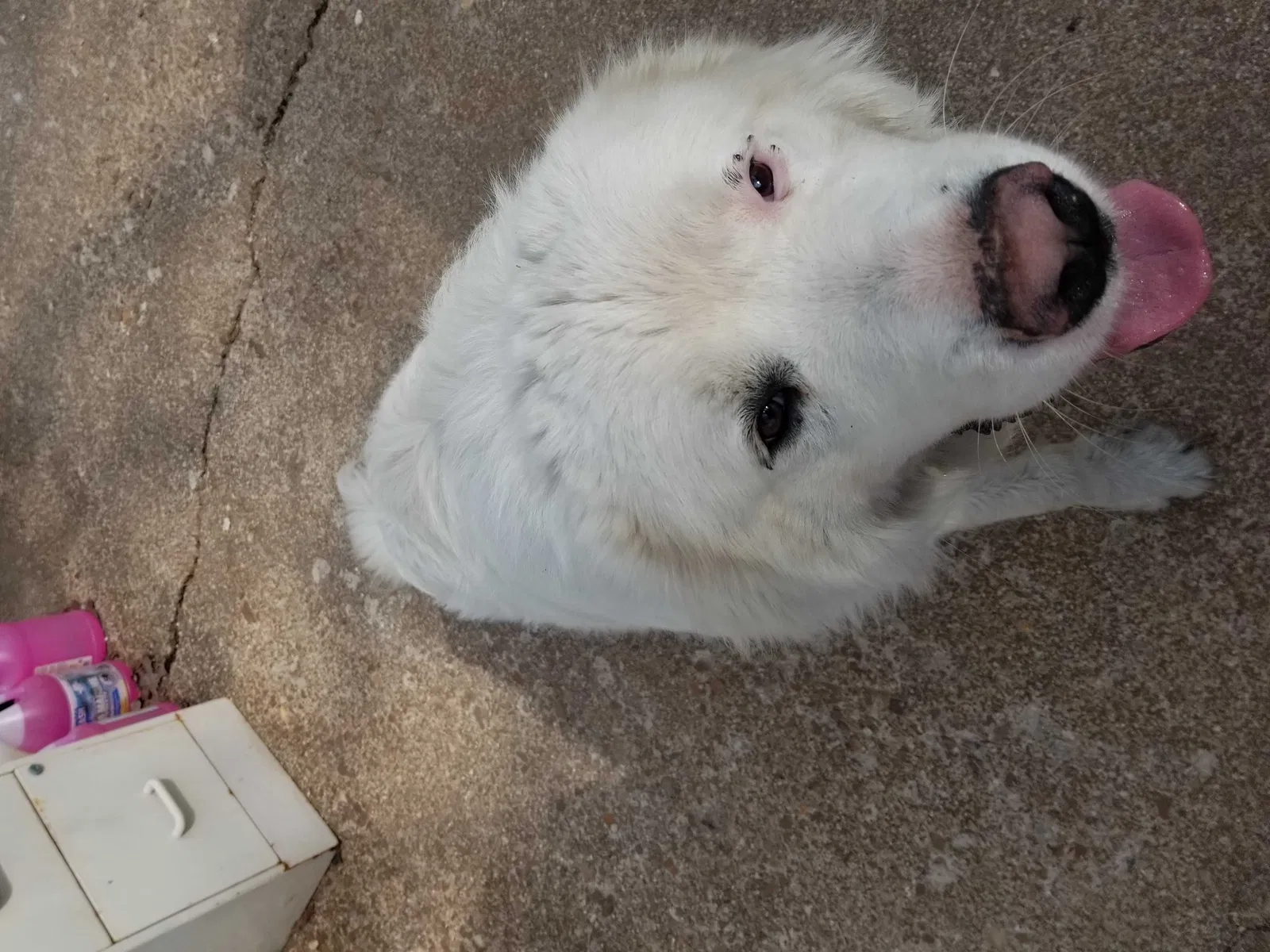 Found dog in Koshkonong, MO, 65692