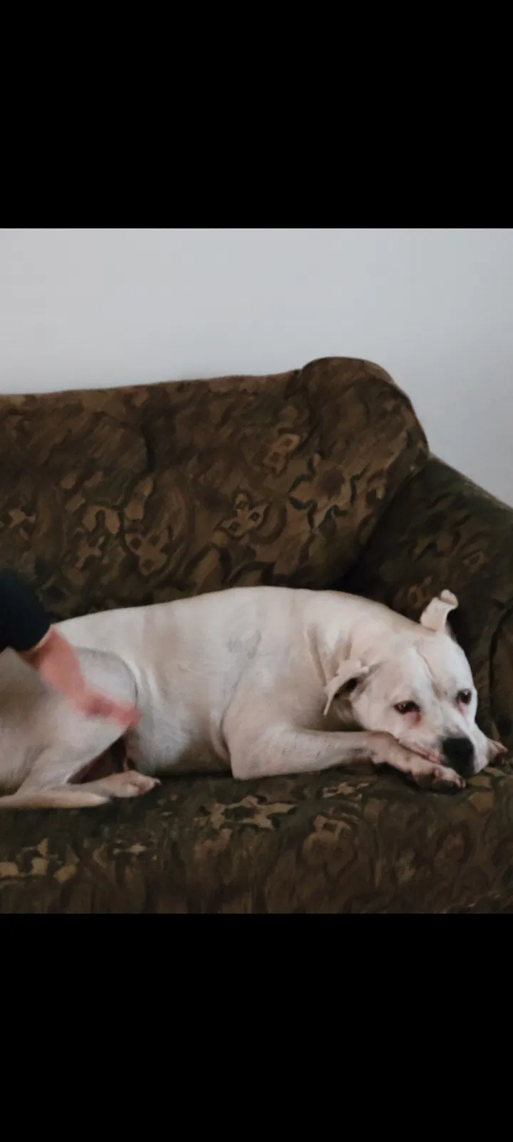 Lost dog in Indianapolis, IN, 46201