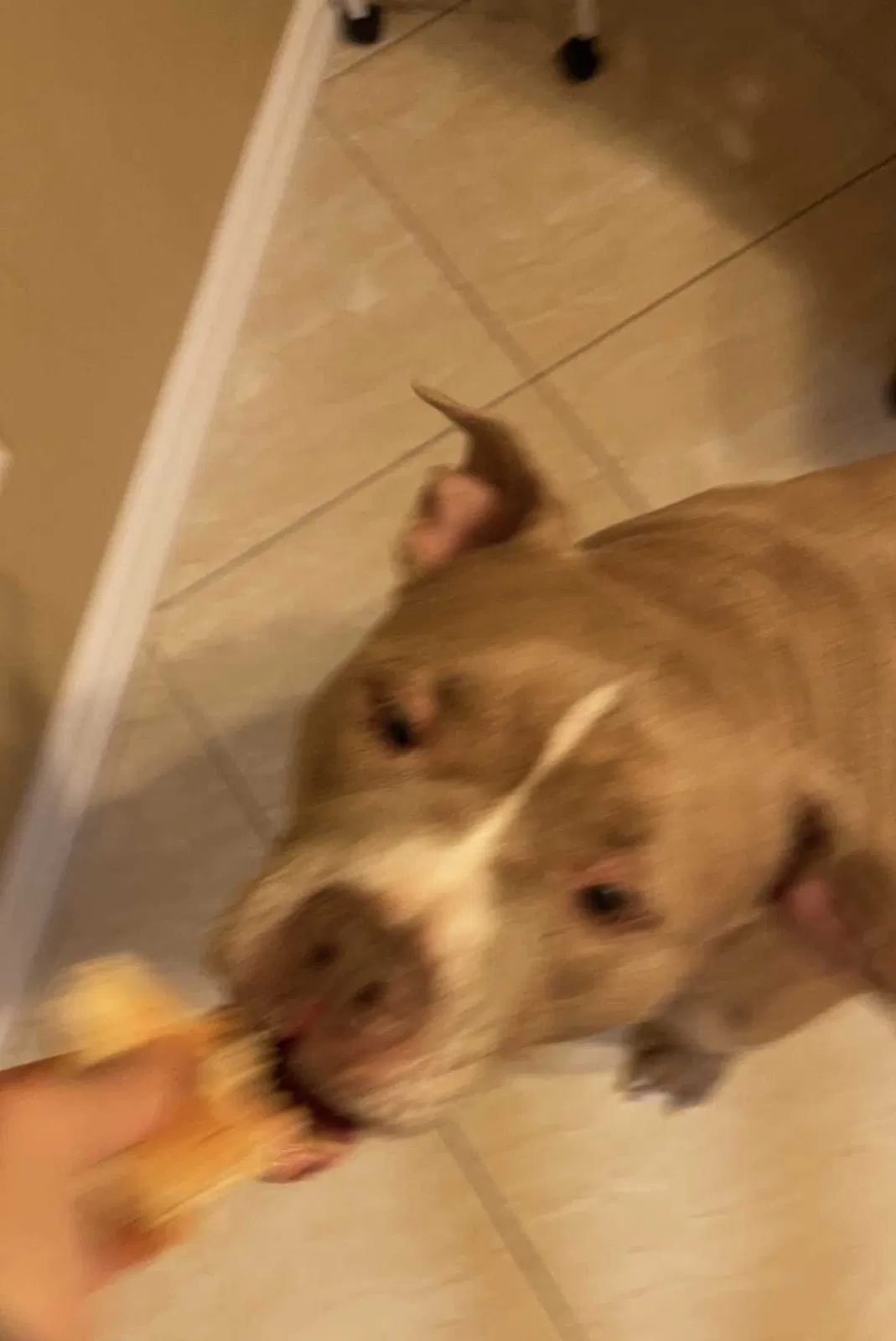 Lost dog in Lake Dallas, TX, 75065