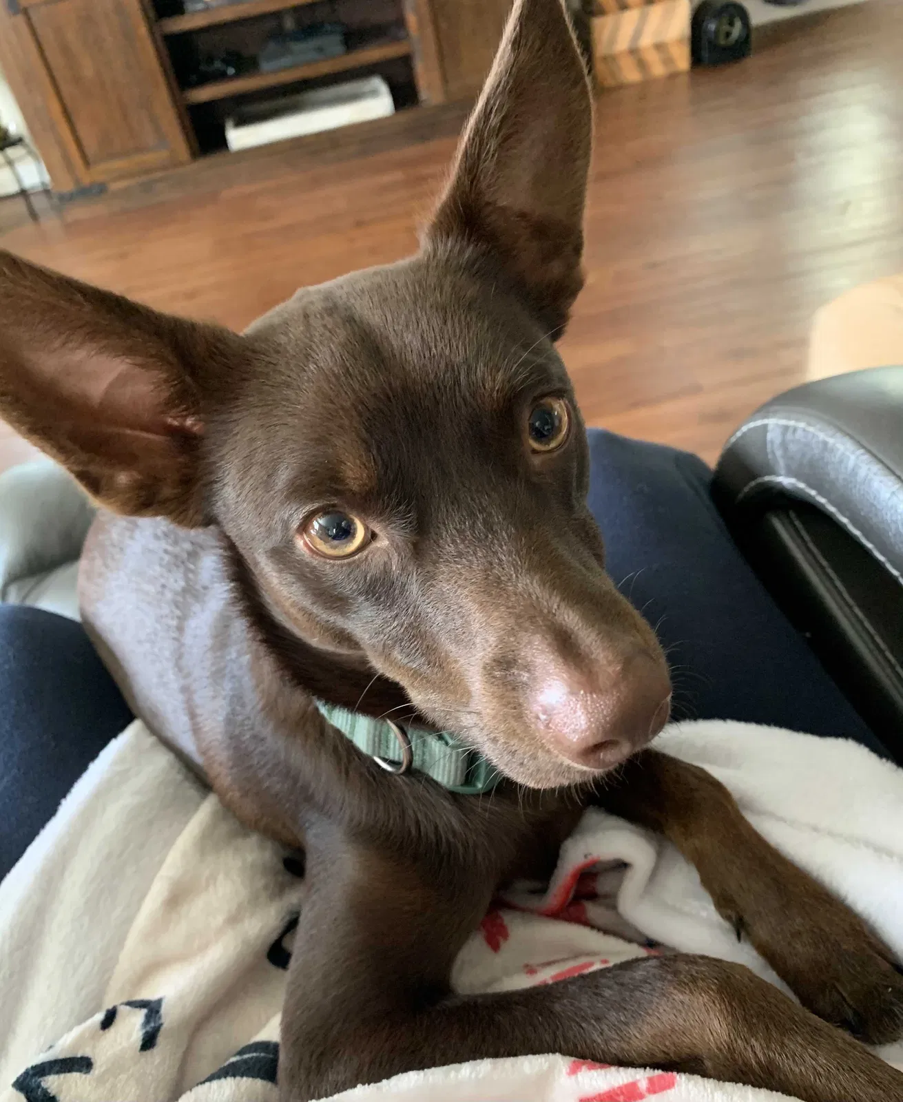 Lost dog in Katy, TX, 77449