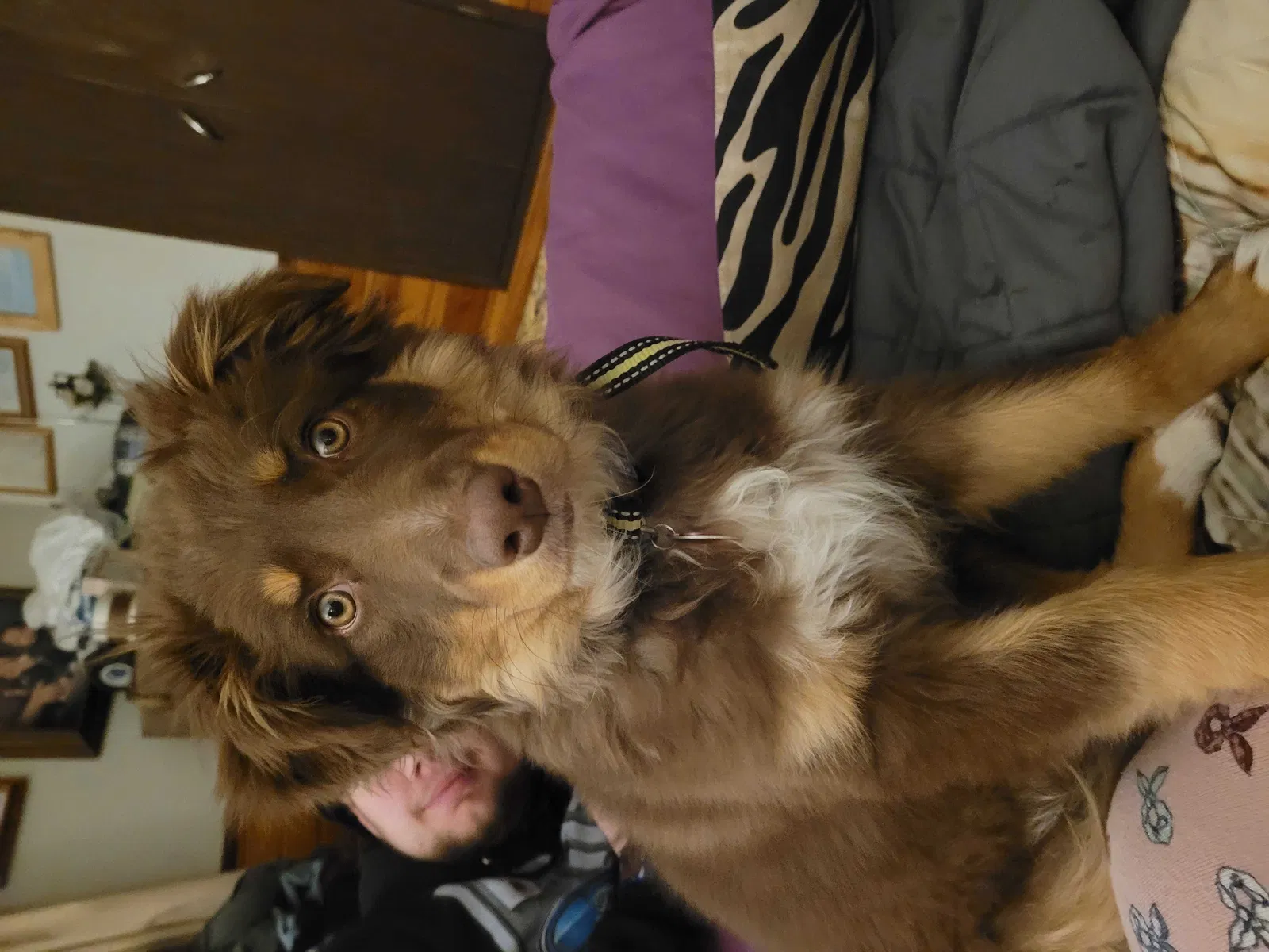 Lost dog in Shiocton, WI, 54170