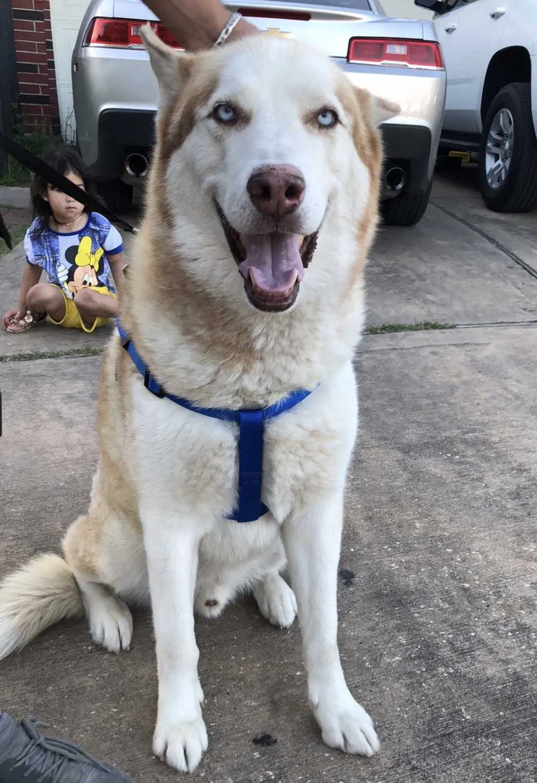 Lost dog in Houston, TX, 77063