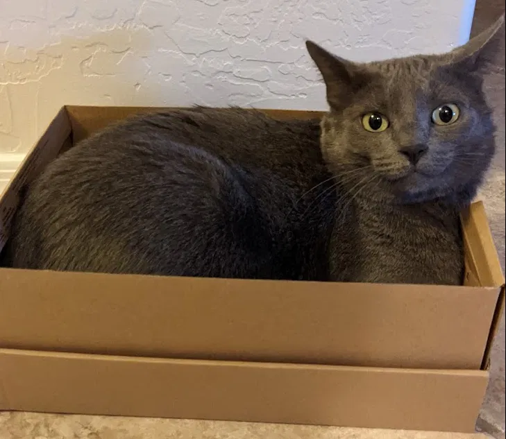 Lost cat in Gilbert, AZ, 85295