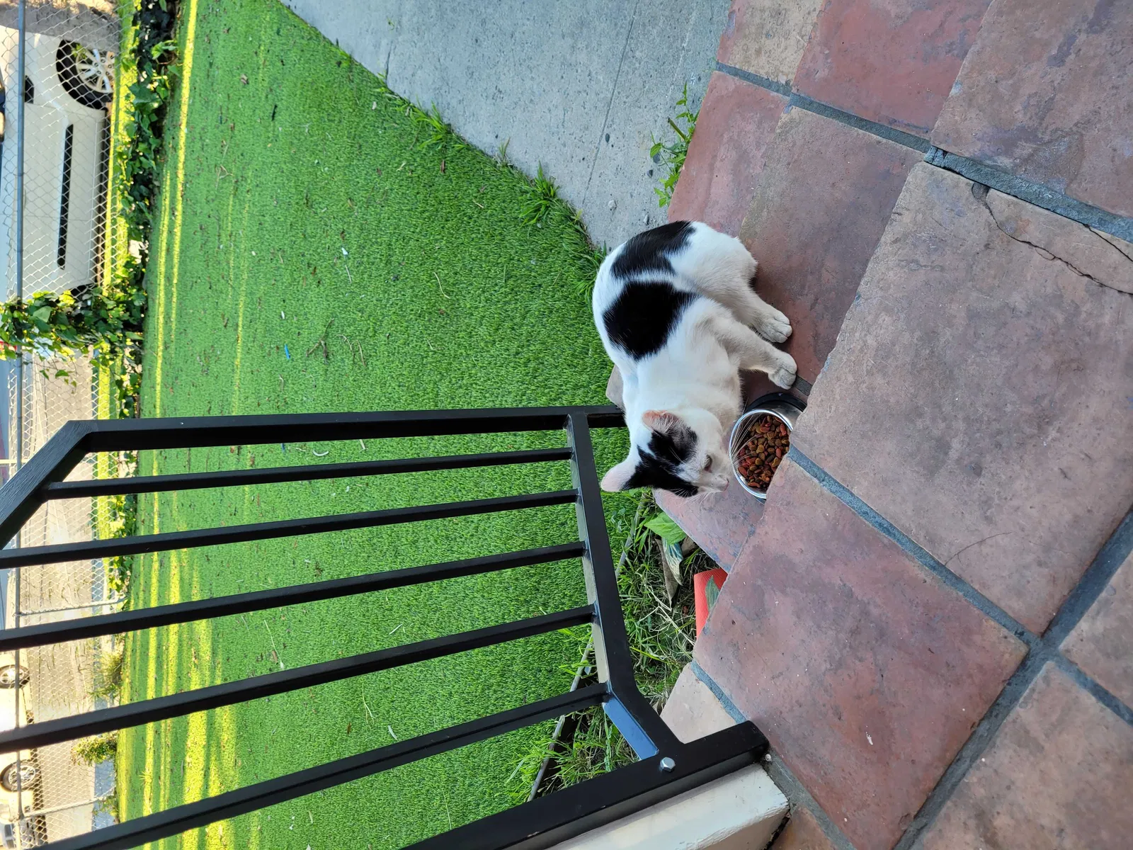 Found cat in Lawndale, CA, 90260