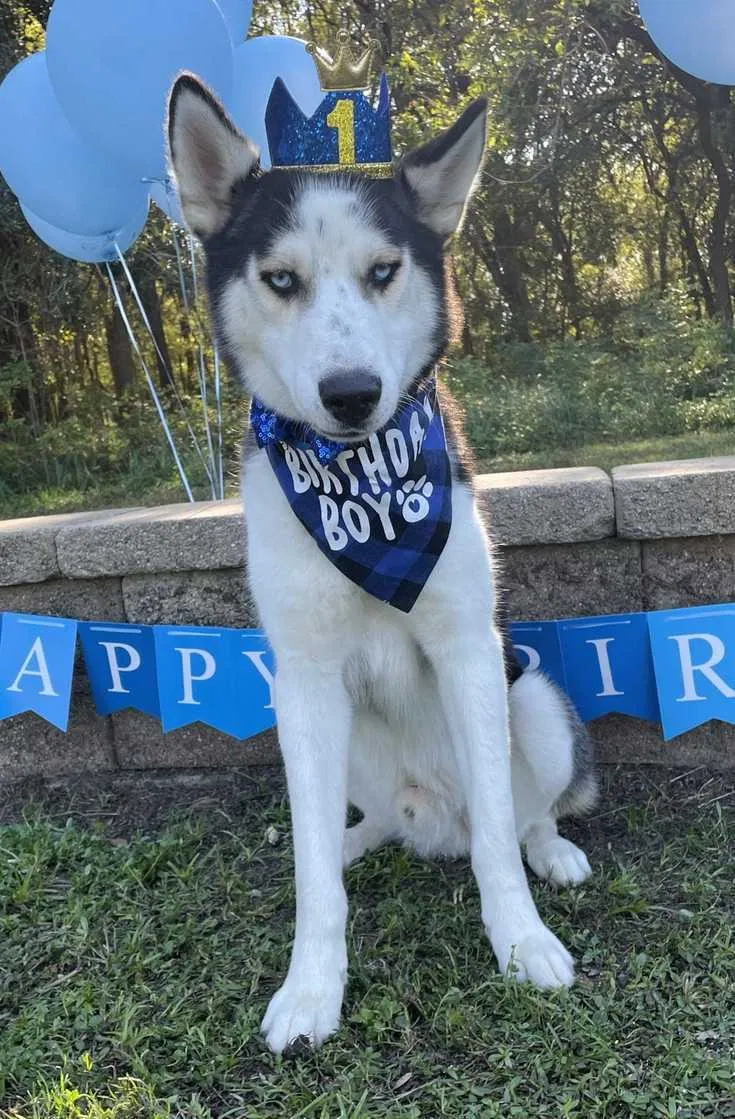 Lost dog in Houston, TX, 77038