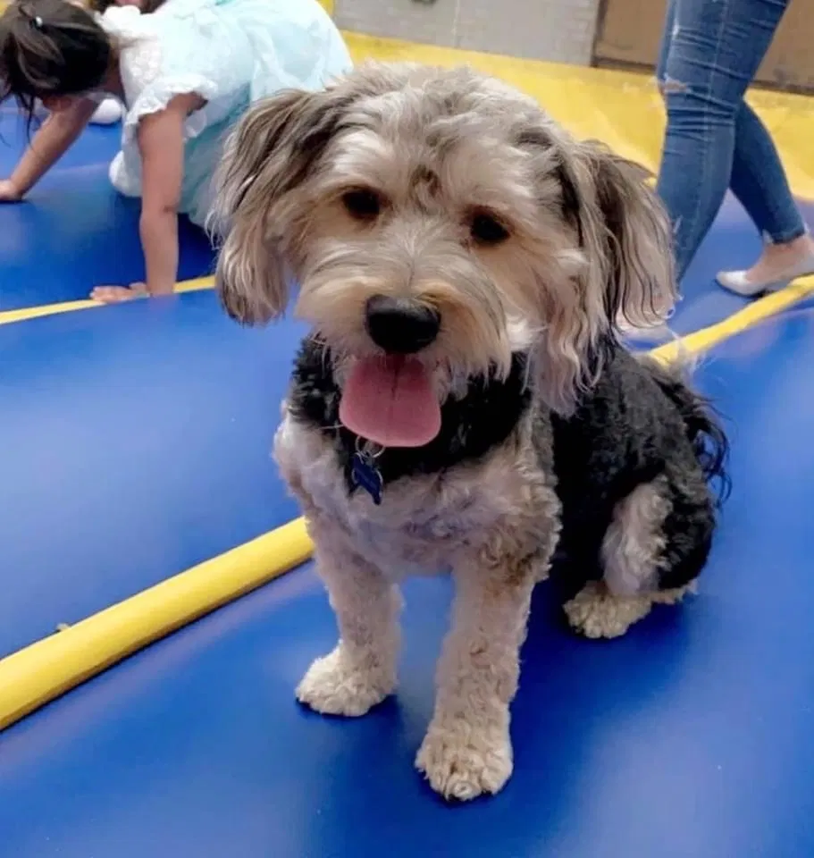 Lost dog in Dallas, TX, 75220