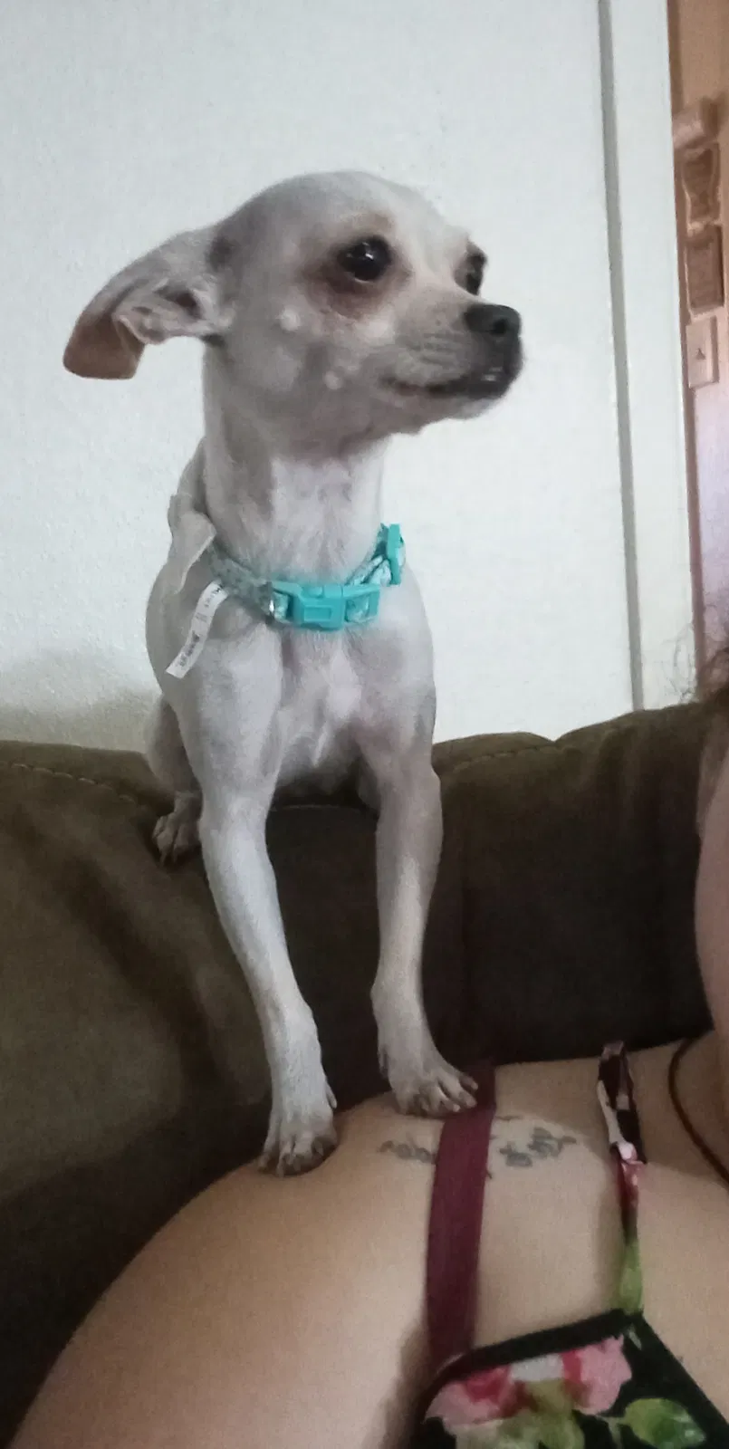 Lost dog in Denton, TX, 76201