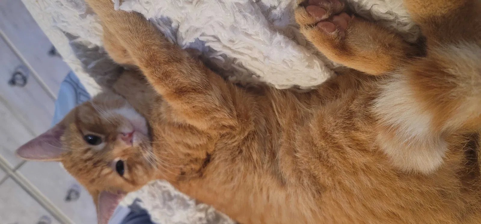 Lost cat in Mission, KS, 66205