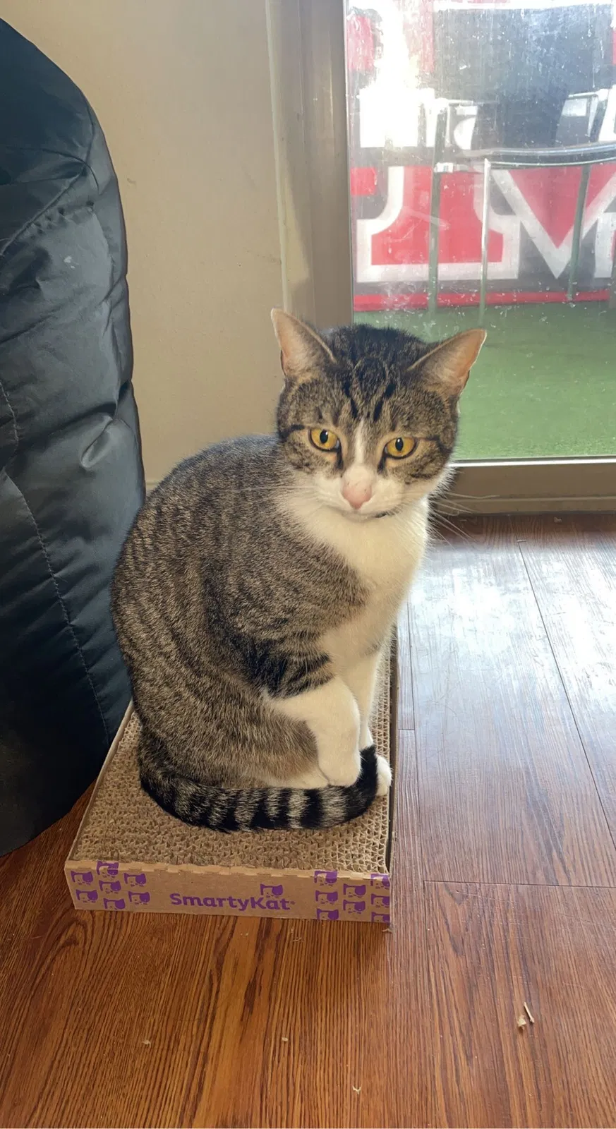 Lost cat in Denton, TX, 76205