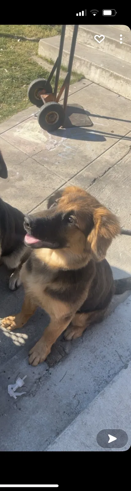 Lost dog in Bakersfield, CA, 93305