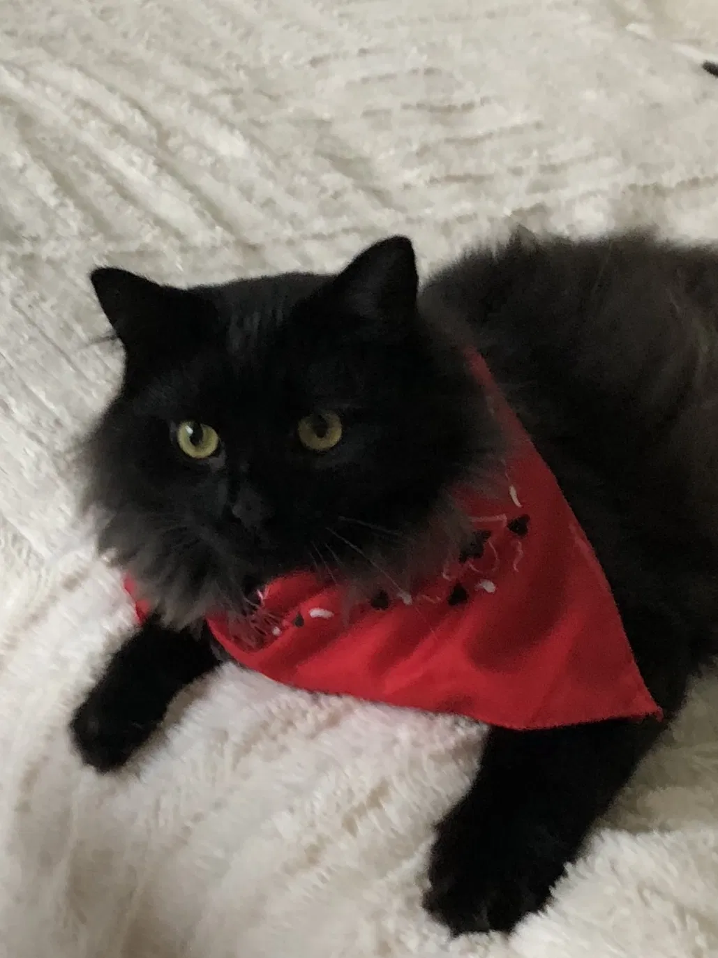 Lost cat in Chester, NY, 10918