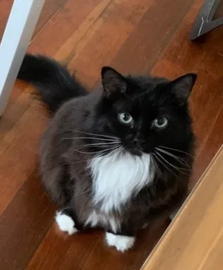 Lost cat in Oregon City, OR, 97045