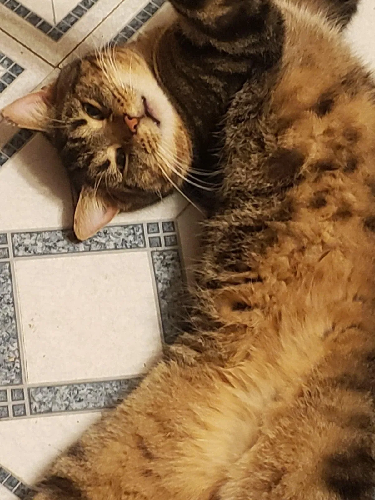 Lost cat in Marysville, OH, 43040