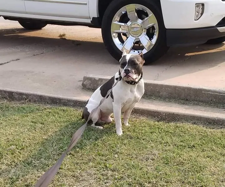 Lost dog in Wichita, KS, 67218