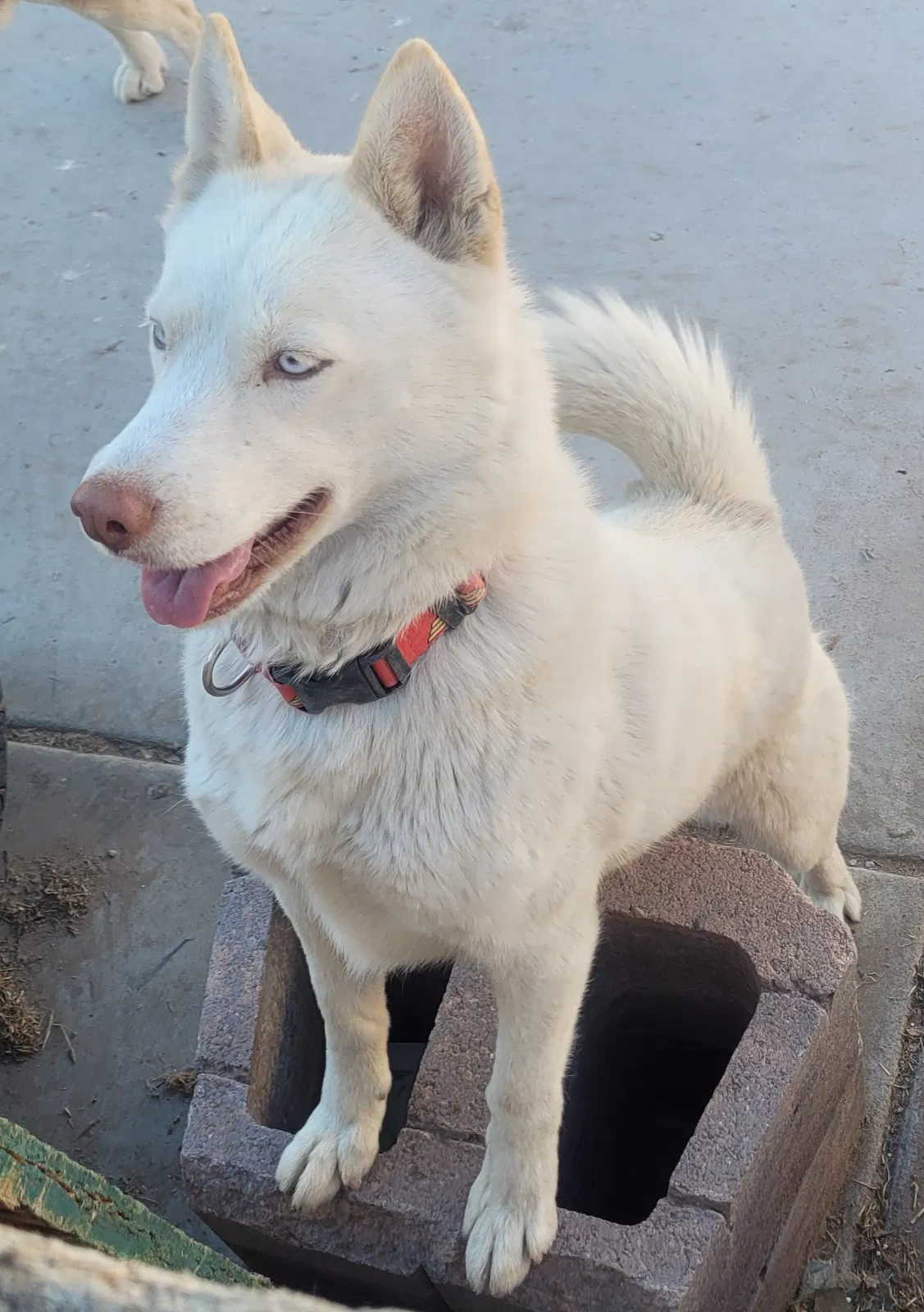 Lost dog in Las Vegas, NV, 89104