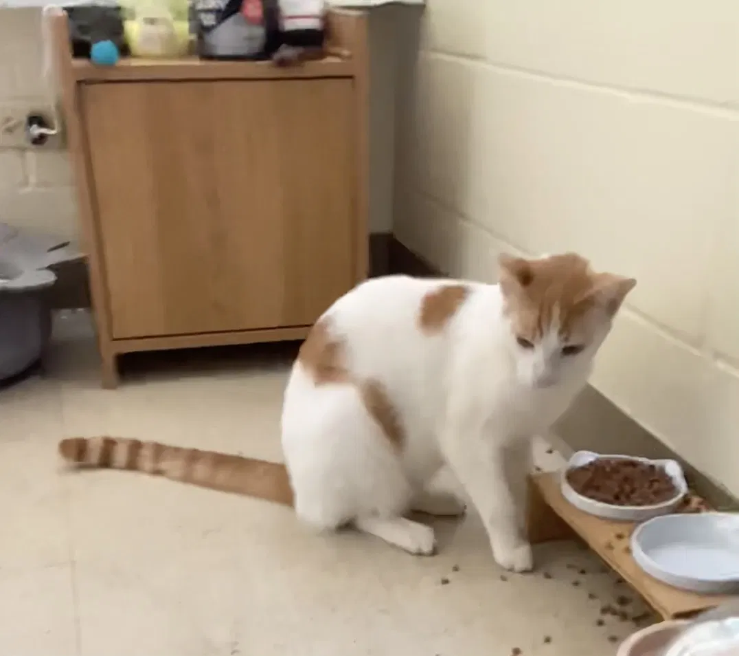 Lost cat in Aiea, HI, 96701