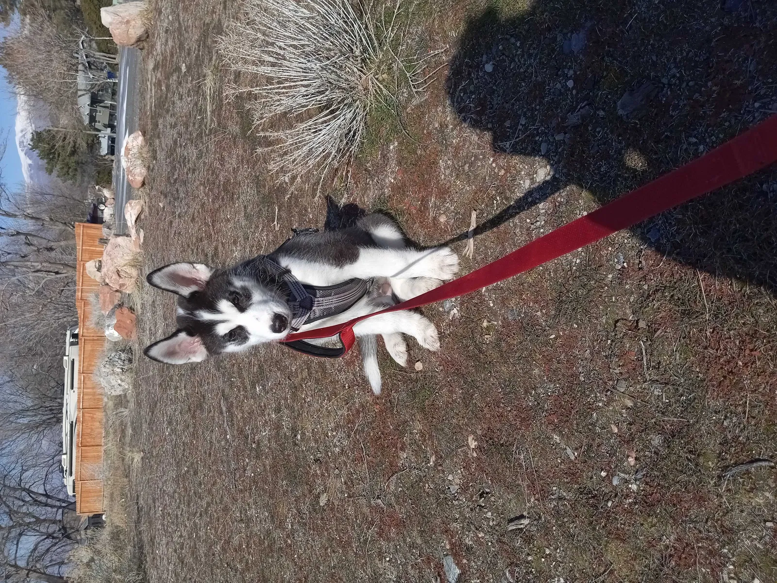 Lost dog in Magna, UT, 84044