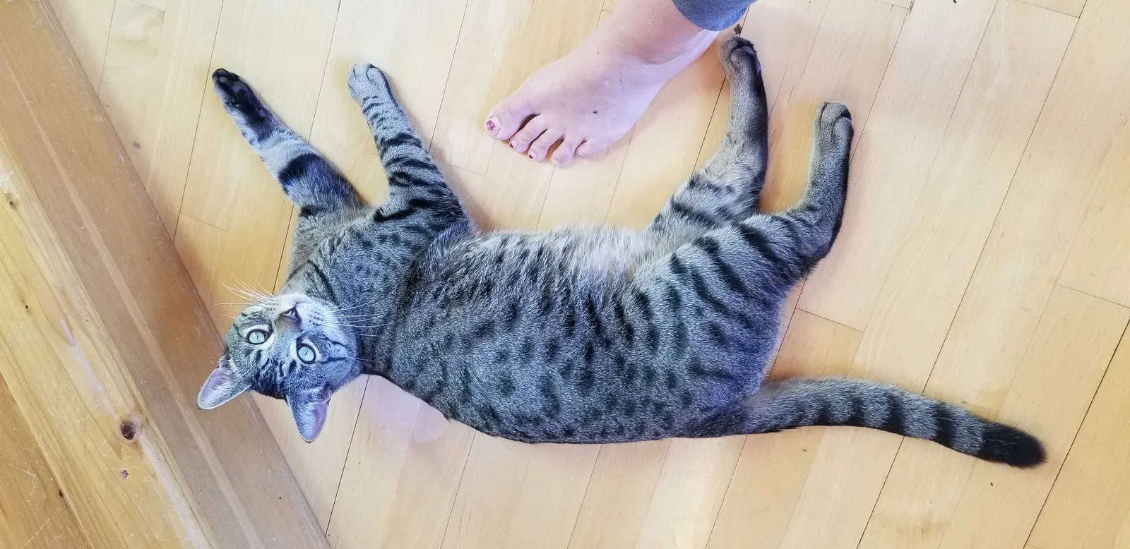 Lost cat in Eugene, OR, 97405