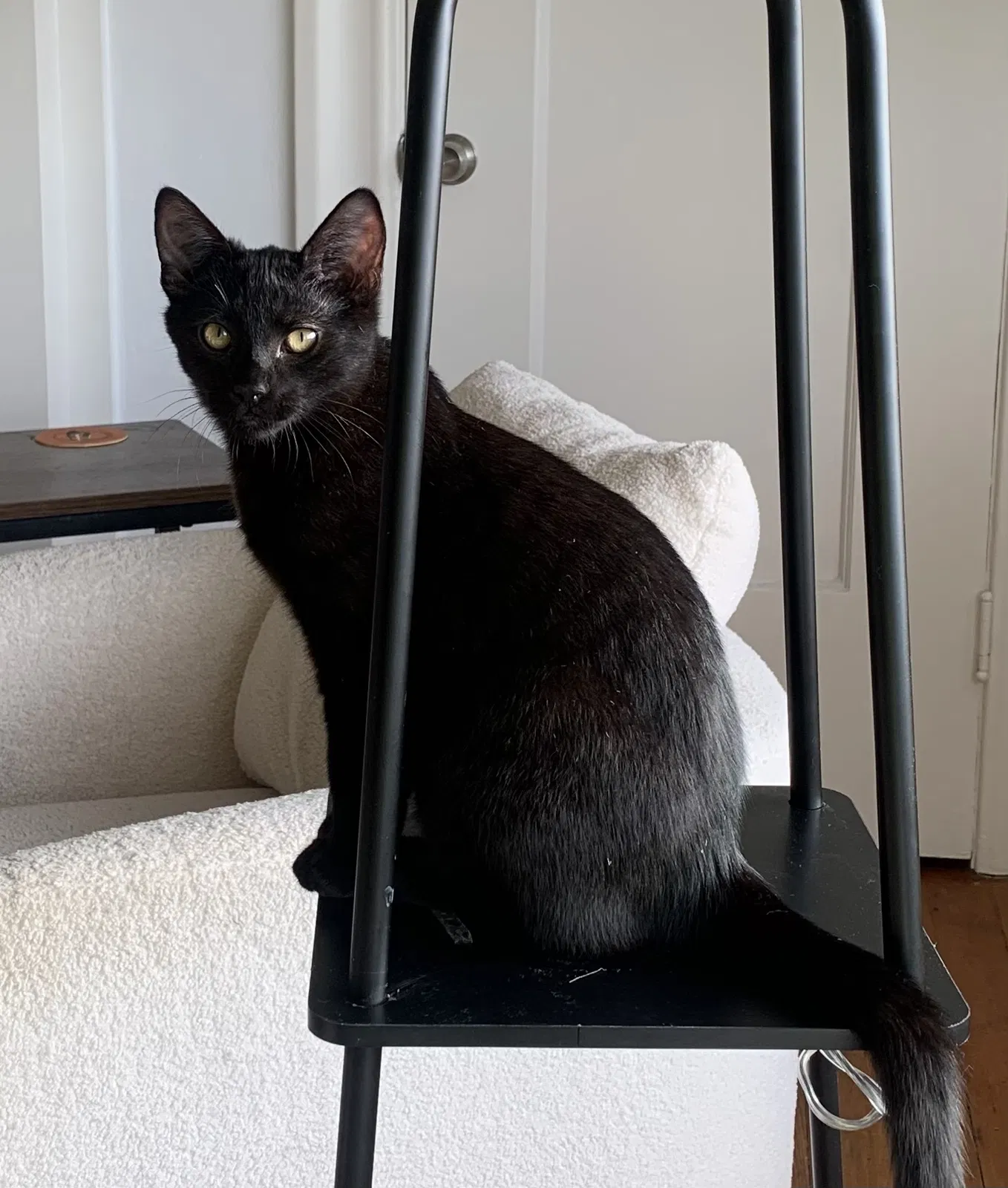 Lost cat in Oakland, CA, 94606